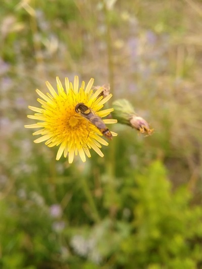 Pollinisateurs et plantes mellifères