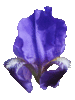 Iris nain