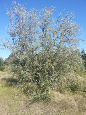 L'Olivier de bohème (Elaeagnus angustifolia)