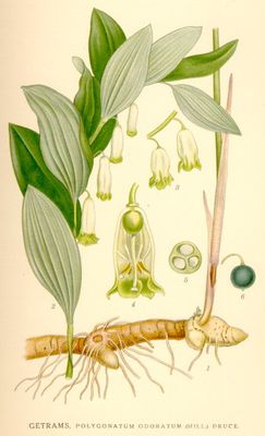 Le Sceau de Salomon (Polygonatum odoratum)