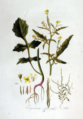 Le Sisymbre officinal (Sisymbrium officinale)