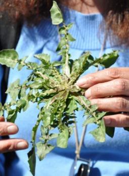 Partez à la découverte des salades sauvages