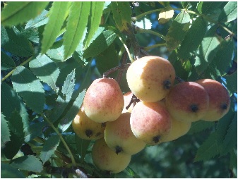 fruits et baies sauvages