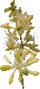 Salsepareille