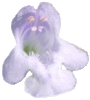 Calament népéta