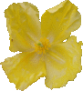 Glaucière jaune