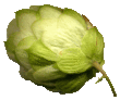 Houblon sauvage