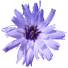 Catananche bleue