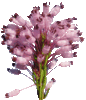 Bruyère à fleurs nombreuses