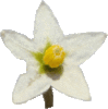 Morelle orangée