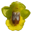 Ophrys jaune