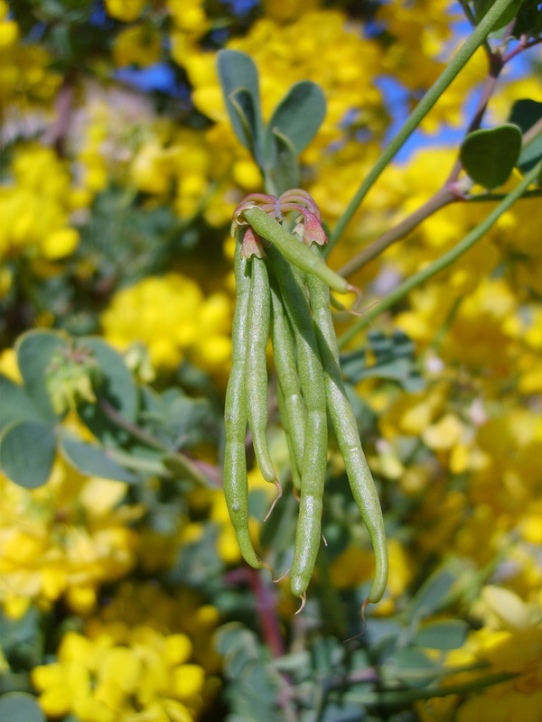 Coronille de Valence
