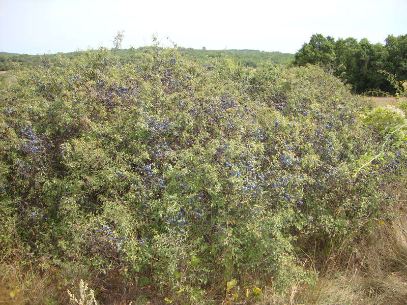 Prunellier