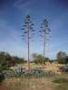 Agave américain