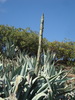 Agave américain