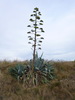 Agave américain