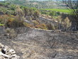 Après un feu de garrigue