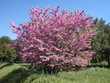 Arbre de Judée