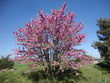 Arbre de Judée