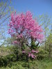 Arbre de Judée