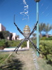 Argiope frelon