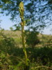 Asperge sauvage