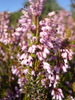 Bruyère à fleurs nombreuses