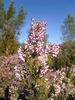 Bruyère à fleurs nombreuses