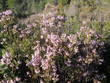 Bruyère à fleurs nombreuses