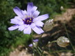 Catananche bleue