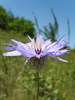 Catananche bleue