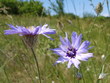 Catananche bleue