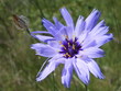 Catananche bleue