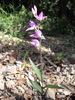 Céphalanthère rouge