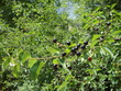 Cerisier de Sainte Lucie