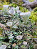 Cladonia fimbriata