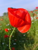 Coquelicot