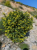 Coronille de Valence