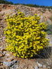 Coronille de Valence