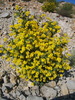 Coronille de Valence