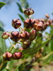 Corroyère à feuilles de myrte