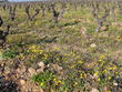 Crépis de Nîmes dans les vignes