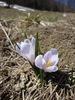 Crocus à fleurs blanches