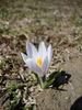 Crocus à fleurs blanches