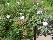 Datura innoxia