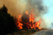 Feu de garrigue