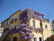 Glycine