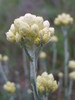 Immortelle (Hélichrysum d'Italie)