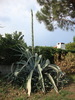 Agave américain