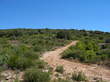 Chemin dans la garrigue